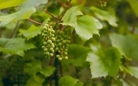 Надійний кільчеватор: технологія "холодного" вкорінення живців винограду 