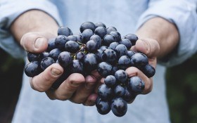 Захист виноградників на присадибних ділянках