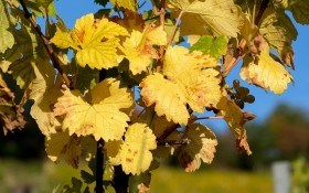 Правила півночі: особливості заготівлі живців у зоні ризикованого виноградарства 