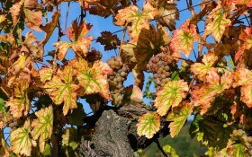 Ріжемо розумно: основи правильної обрізки виноградних кущів 