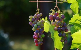Оидиум на винограде не приговор. Как бороться с болезнью