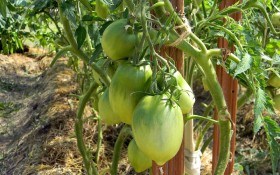 Врожай на висоті: облаштування грядок-гребенів для пасльонових культур 