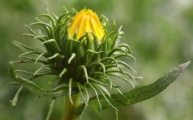 Гринделія – диво прерій: лікувальні властивості та особливості рослини  