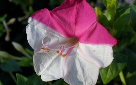 Мирабилис или ночная красавица. Как выращивать и размножать необычный цветок?