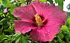 Краса з тропіків: особливості вирощування садових гібіскусів 