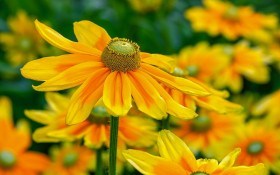 Сонячні квіти: вибираємо для квітника декоративні рослини з жовтими квітками 