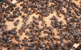 Швидка допомога для бджіл: проблеми на пасіці під час зимівлі та їх вирішення 