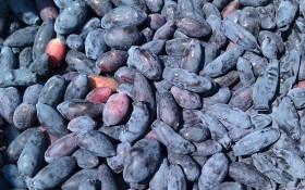 Перший врожай у ягіднику: особливості вирощування синьоплідної жимолості 