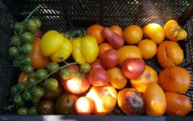 В оточенні екзотики: вирощуємо "коллекційні" сорти помідорів 