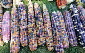 Строката грядка: вирощування продуктивних і декоративних сортів кукурудзи 