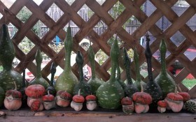 На городі – дивина: лагенарія, пепіно і тзимбало у садибі 