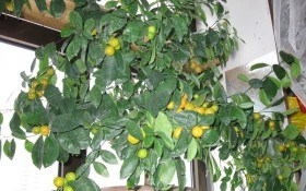 Всипане плодами золотими: мандаринове дерево у будинку 