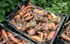 Давайте заглянемо у погріб: хвороби моркви та буряка під час зберігання 