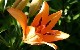 Изысканная лилия – для красоты и здоровья