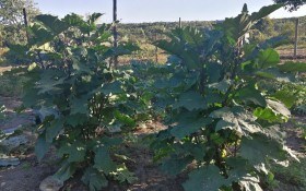"Гарбуз на паличці": особливості вирощування пасліну ефіопського  