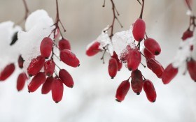 На фоне снега: декоративные кустарники с яркими ягодами