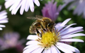 Вредители пчел: как защитить пчел от клещей и птиц в августе