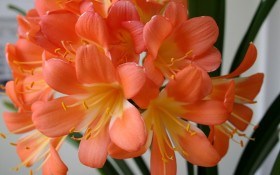 Клівія не терпить хвилювань: як домогтися яскравого цвітіння 