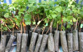 Каждый день – для винограда: посадка зеленых вегетирующих саженцев 
