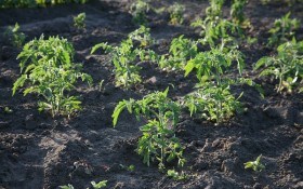 Гра за правилами: вирощування помідорів у відкритому ґрунті  