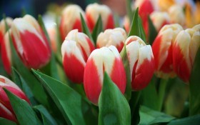 Как вырастить тюльпаны к 8 марта 