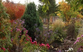 Ніжні та крихкі чари: декоративні і квітучі рослини для пізньоосіннього саду 