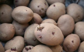 Як виростити картопляний шедевр: передпосадковий захист картоплі
