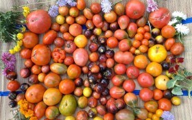 Овочі з любов'ю: поради з вирощування продуктивних сортів помідорів, перця, баклажанів 