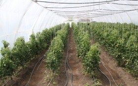 Осінні помідори приймають естафету: сорти у захищеному ґрунті 