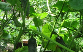 Улюблені до хрусту огірки: досвід вирощування сорту Атлантіс F1