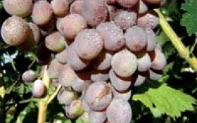 Уютная беседка О преимуществах арочной формировки винограда