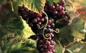 Крымский виноградник по-французски