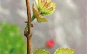 Молодо-зелено: выращивание саженцев винограда в домашних условиях