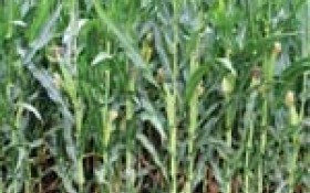 Новые гибриды кукурузы