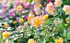 Запашні та пишні: сучасні види і сорти троянд 
