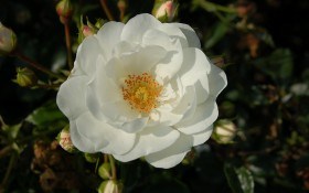 Ґрунтопокривні троянди: вирощування, догляд, обрізка, найкращі сорти