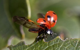 Хижаки на сторожі врожаю: чим корисні комахи-ентомофаги 