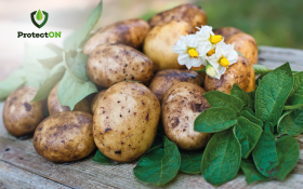 Кораген®: ефективний засіб для боротьби з колорадським жуком на картоплі