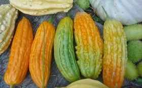 Всесильна тропіканка – момордика: вирощування, вживання в їжу та цілющі властивості плодів  