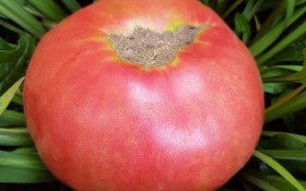 Екстрені заходи: поради з догляду за помідорами в несприятливих умовах 