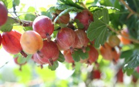 Как вырастить ягодные кустарники на вертикальных грядках