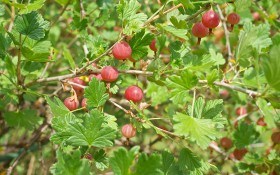  5 причин малого количества ягод на кустах смородины и крыжовника 