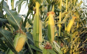 Особливості вирощування цукрової кукурудзи