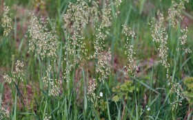 Чаполоч – священна трава: вирощування і використання цілющої зубрівки 