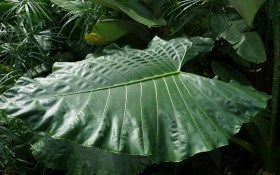 Кімнатні джунглі: вибираємо види пальм для закритого ґрунту 