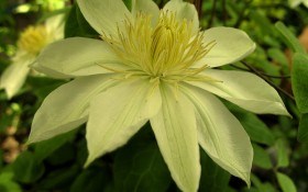 Колір мудрості та багатства: сорти клематисів з жовтими квітками 