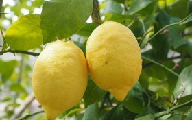 Принц Лимон и его свита: сорта и гибриды лимонов 