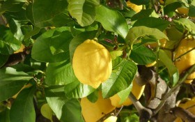 Домашній лимонарій: основи догляду за лимонами в умовах захищеного ґрунту 