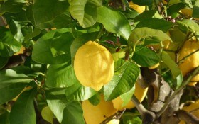 Лимонний колір здоров'я: захист цитрусових від черні та меланозу 