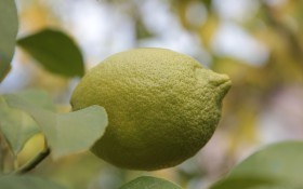 Ажурна крона, запашні плоди: догляд за деревцями лимону у квартирі 